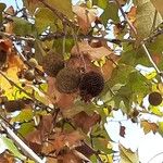 Platanus occidentalis Fruto