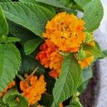 Lantana camaraKwiat