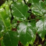 Halleria lucida Hoja