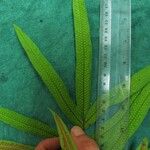 Serpocaulon triseriale অন্যান্য