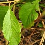 Callicarpa acuminata List