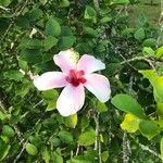 Hibiscus genevii Квітка