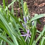 Camassia leichtlinii Flor