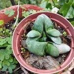 Gasteria glomerata Hábito
