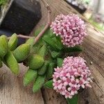 Crassula rupestris आदत