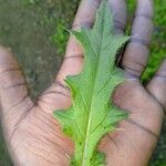 Cirsium vulgare Leaf