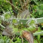 Clematis integrifolia Fruit