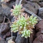 Sedum hispanicum Habit