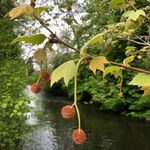 Platanus × hispanicaFlower