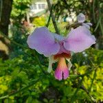Papilionanthe teres Çiçek