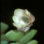 Dendrobium leonis Flor