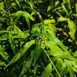 Lasiacis ruscifolia Flor