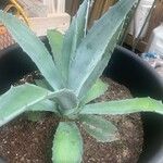 Agave americanaبرگ