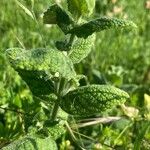 Mentha × villosa Hoja
