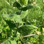 Mentha × villosa Frunză