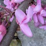 Cercis occidentalis Lorea