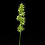 Carex vulpina পাতা