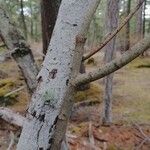 Salix scouleriana Bark