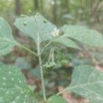 Solanum nigrumBlodyn