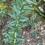 Hieracium sabaudum Leaf