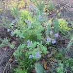 Phacelia congesta موطن