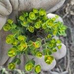 Euphorbia segetalis Лист