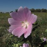 Malva thuringiaca Flower