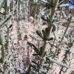 Teucrium dunense Hoja
