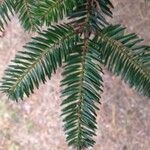 Abies numidica Leaf