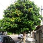 Cenostigma tocantinum ഇല