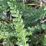 Achillea setacea Fuelha