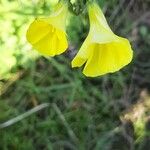 Oxalis pes-caprae Flower