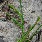 Polygala microphylla Foglia