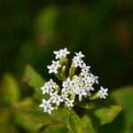 Stevia ovata Žiedas