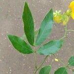 Senna macranthera Folha