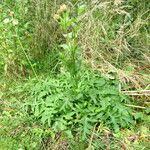 Cirsium oleraceum Habitus