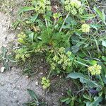 Lomatium dasycarpum Хабит