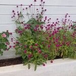 Gomphrena globosaFlower