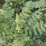 Rhus coriaria Otro