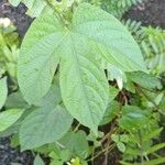 Dalechampia scandens Hoja