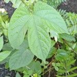 Dalechampia scandens Leaf