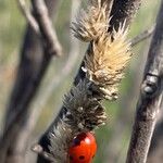 Melica ciliata Плод