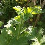 Pelargonium × asperum Beste bat