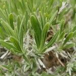 Lavandula latifoliaLeaf