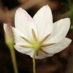 Trientalis europaea Flor