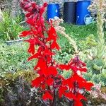 Lobelia cardinalisFlor