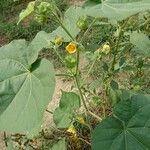 Abutilon theophrastiЦветок