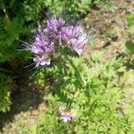 Phacelia tanacetifoliaFlower