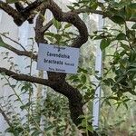 Cavendishia bracteata 樹皮