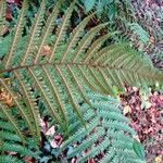 Dryopteris affinis 葉